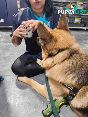 German Shepherd