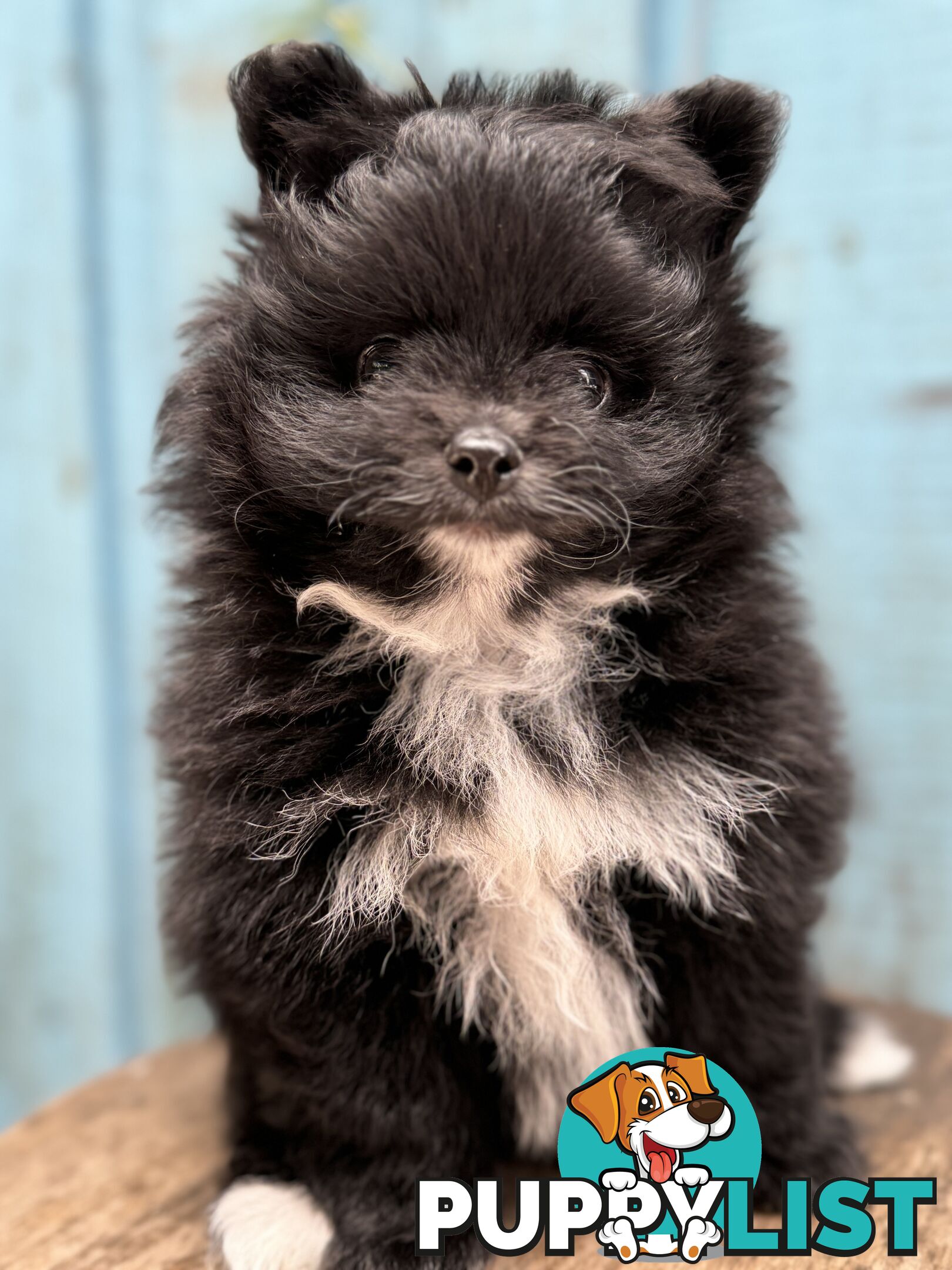 Pomeranian puppies for sale