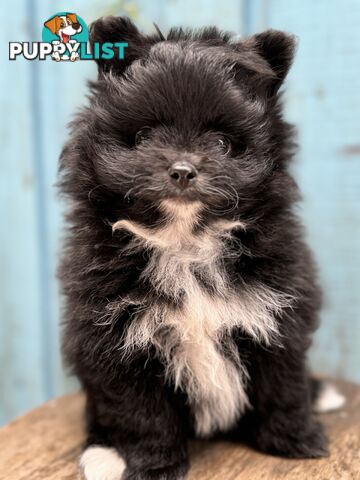 Pomeranian puppies for sale