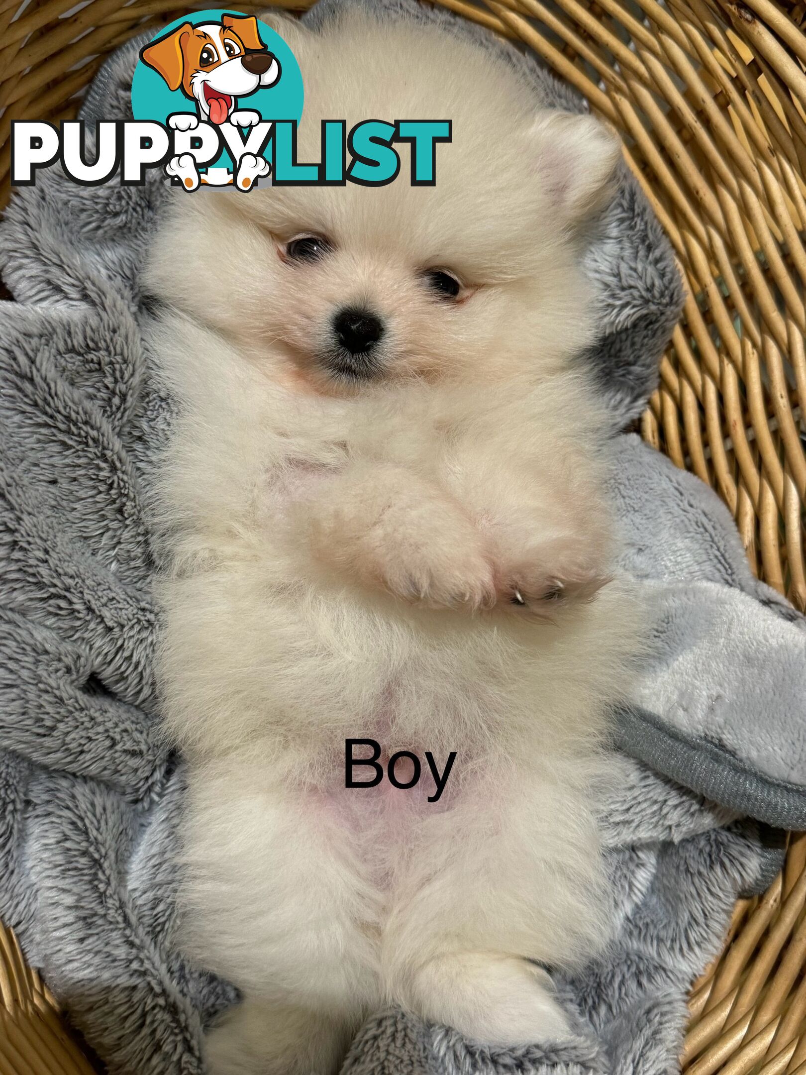 Pomeranian puppies for sale