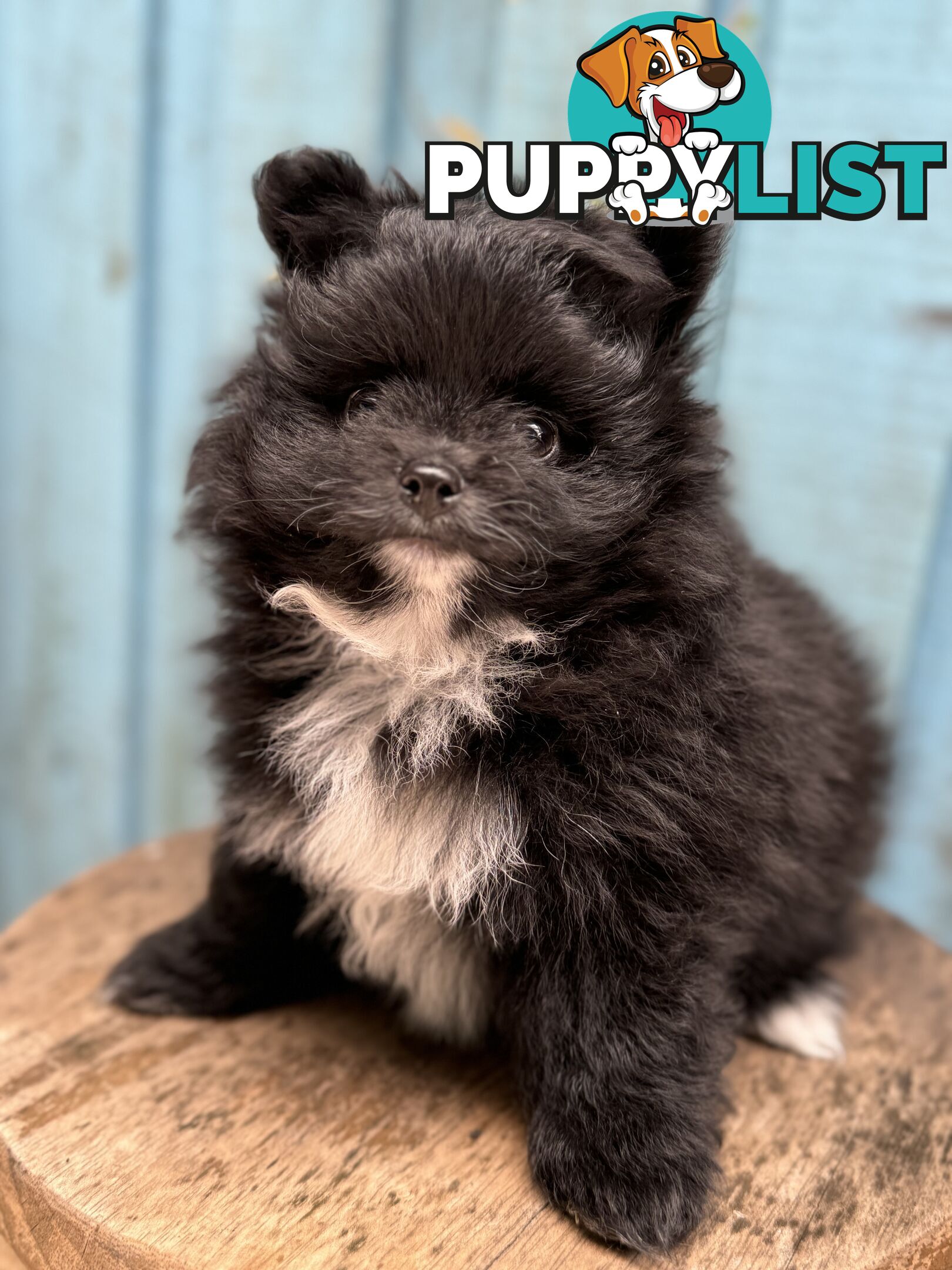 Pomeranian puppies for sale