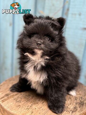 Pomeranian puppies for sale