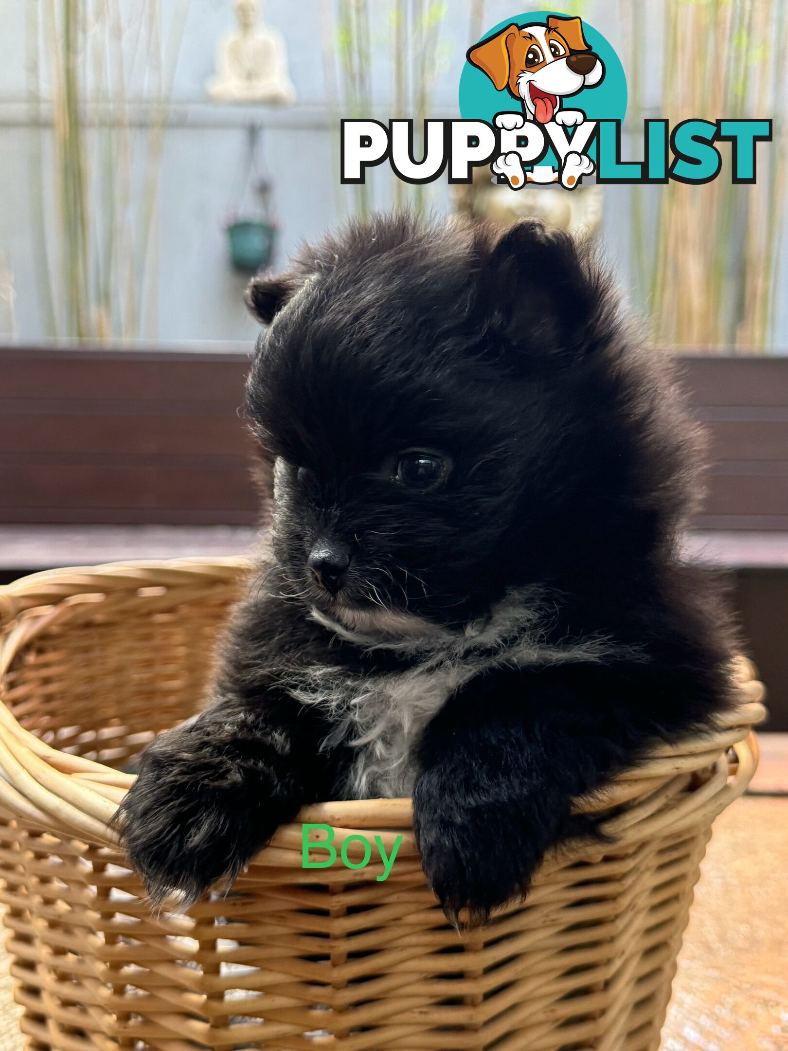 Pomeranian puppies for sale