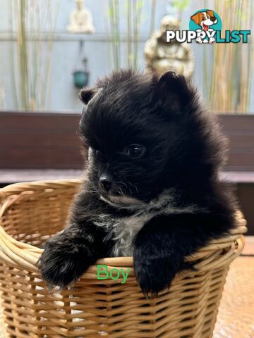 Pomeranian puppies for sale