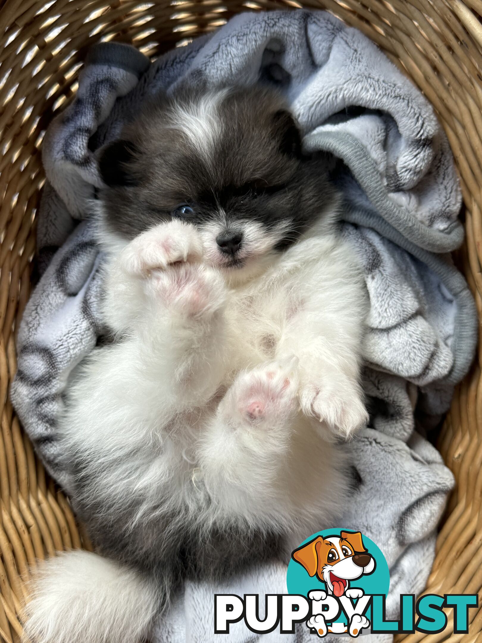 Pomeranian puppies for sale