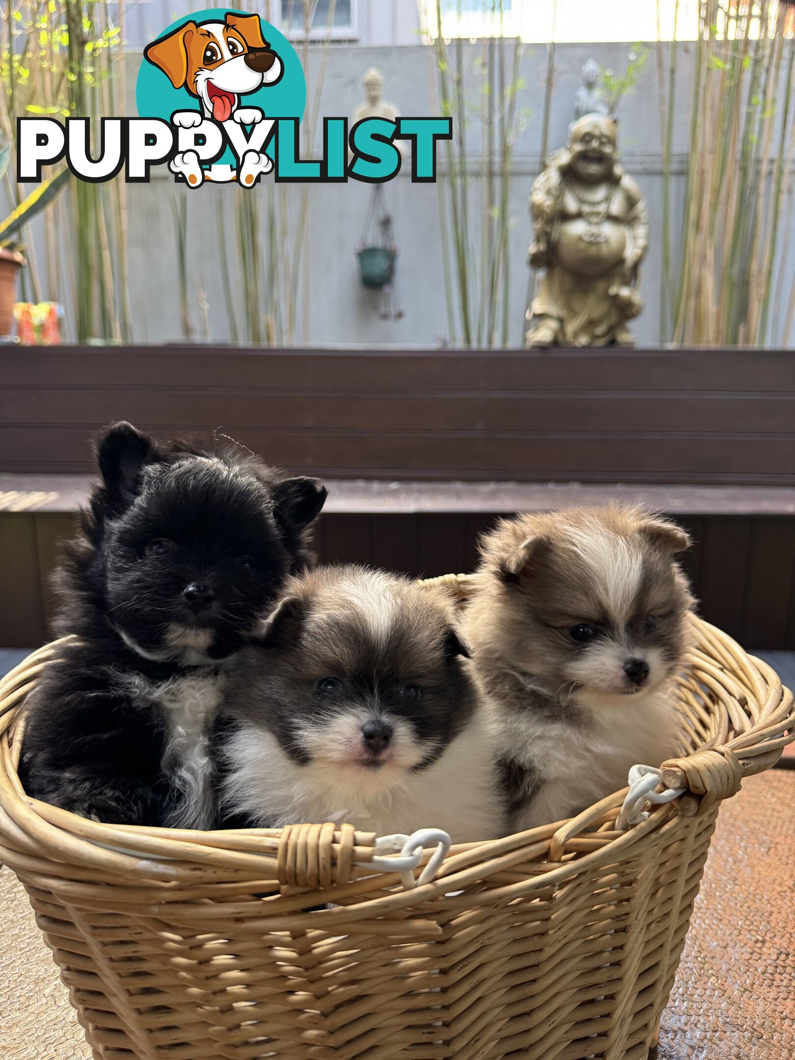 Pomeranian puppies for sale