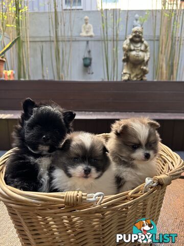 Pomeranian puppies for sale