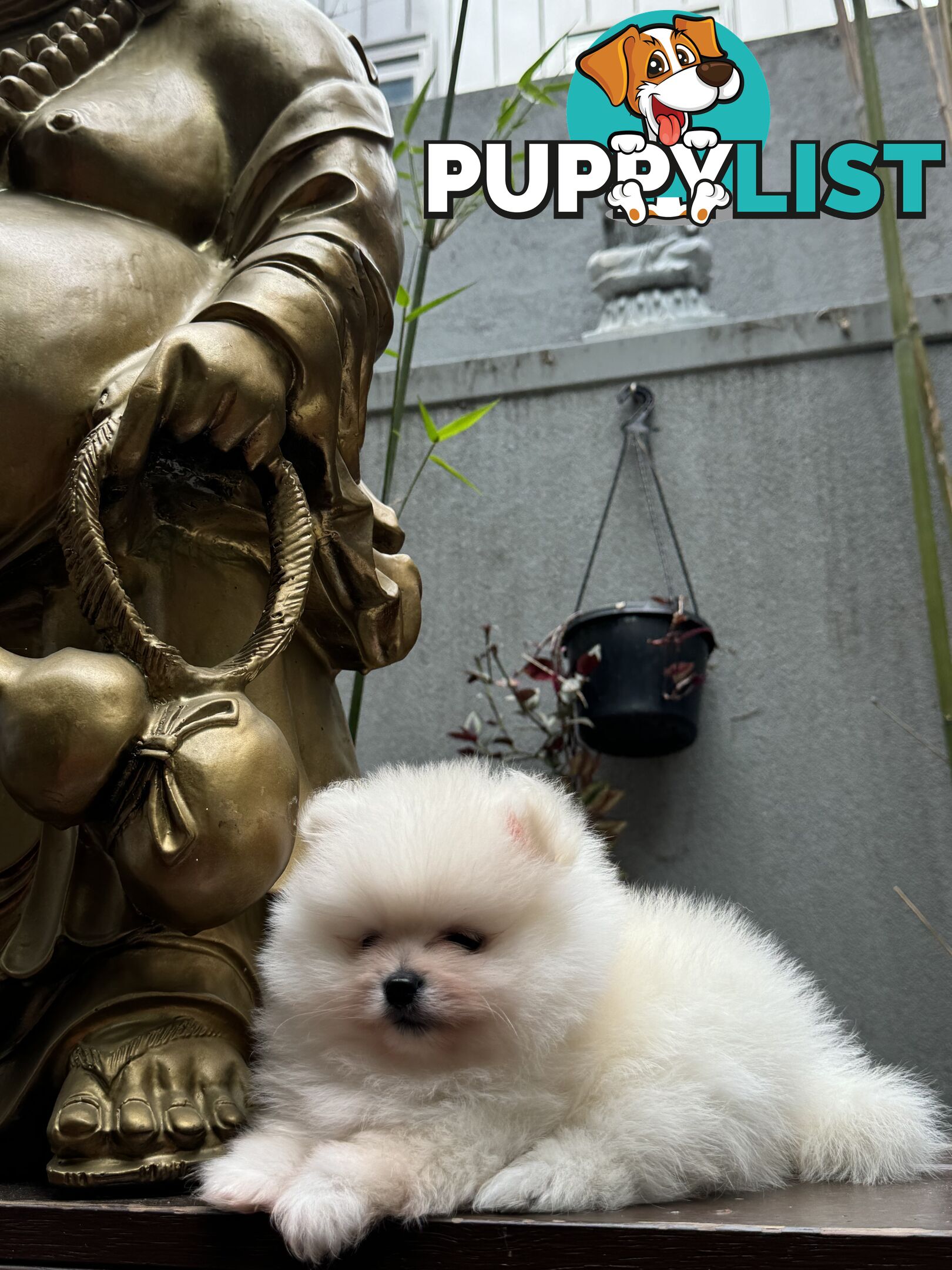 Pomeranian puppies for sale