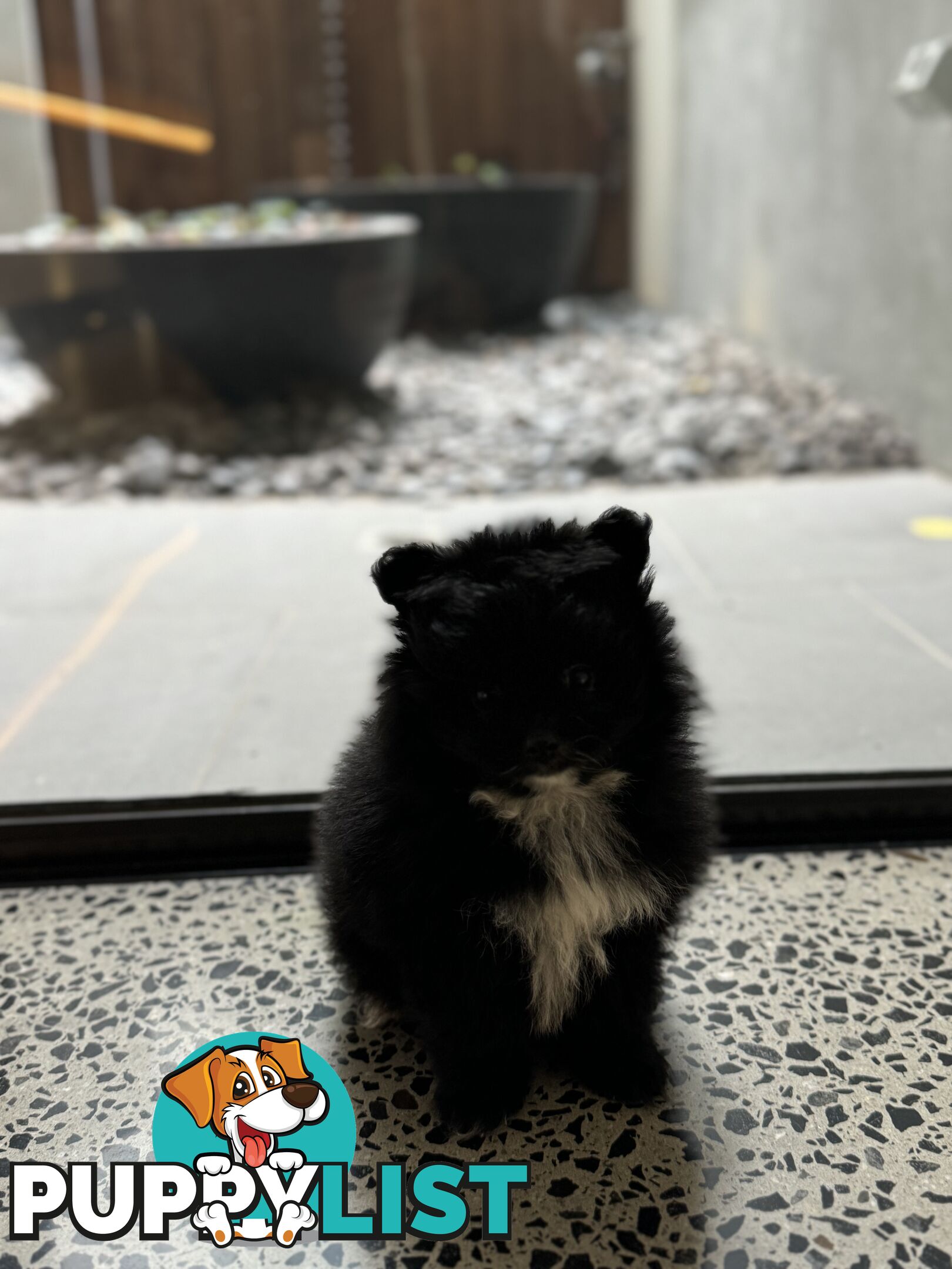 Pomeranian puppies for sale