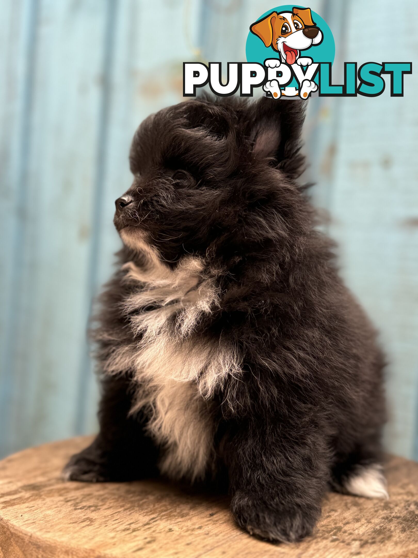 Pomeranian puppies for sale