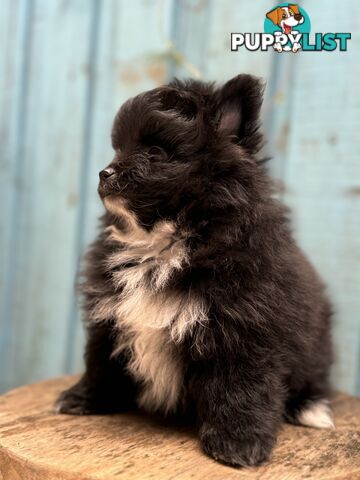 Pomeranian puppies for sale