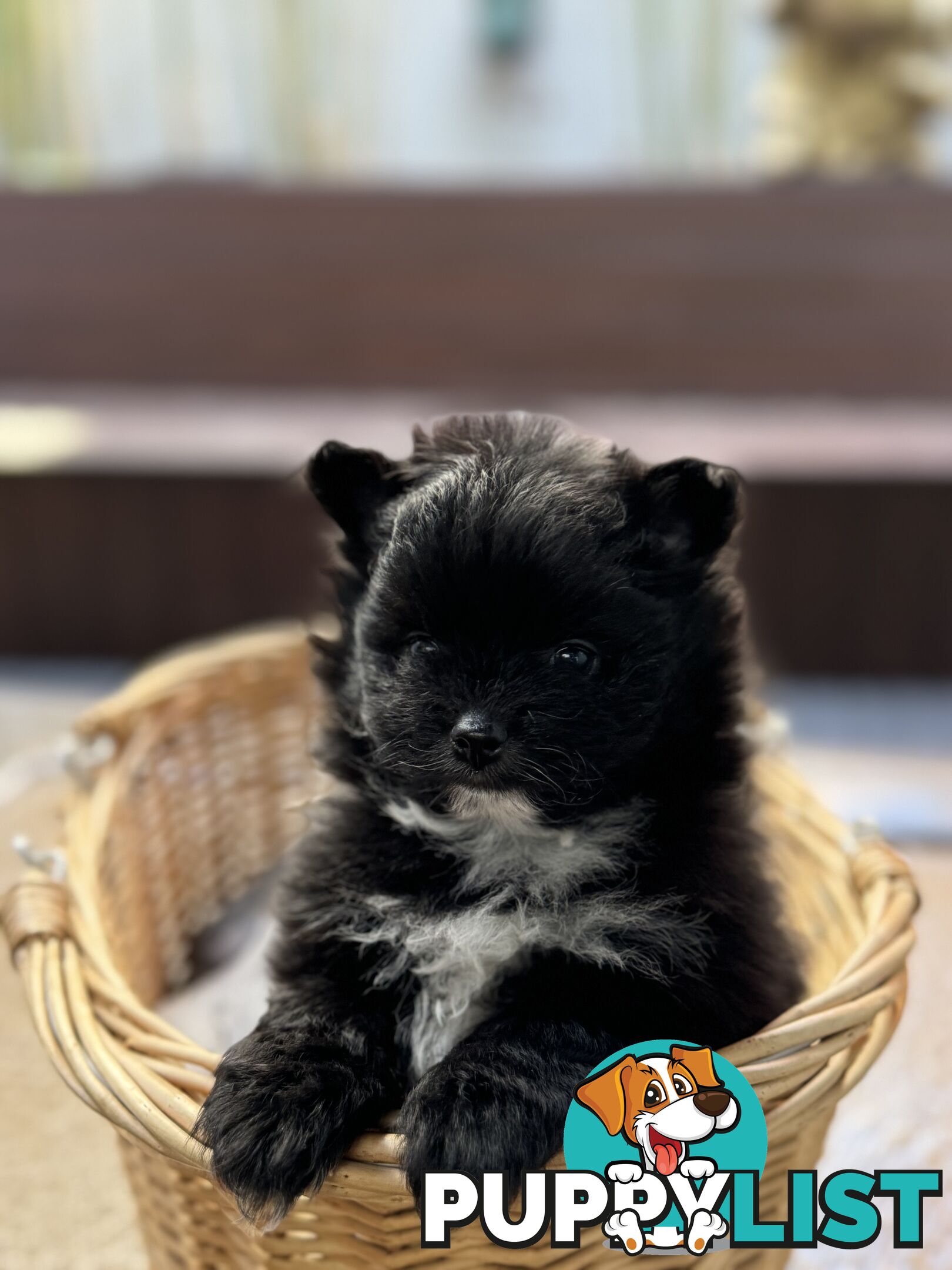 Pomeranian puppies for sale