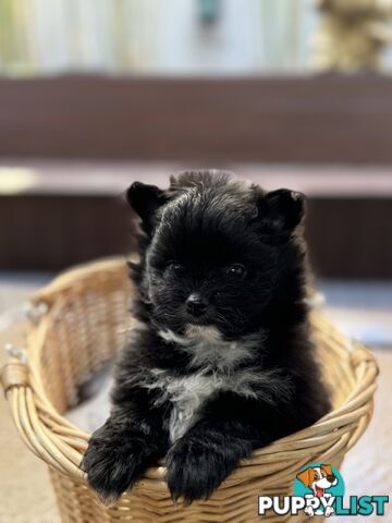 Pomeranian puppies for sale