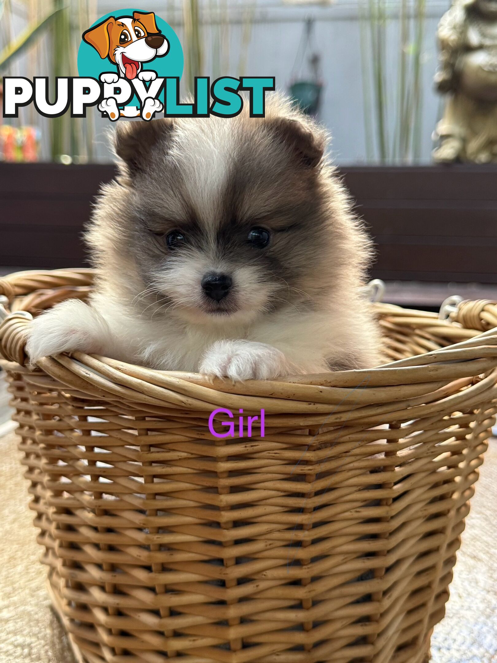 Pomeranian puppies for sale