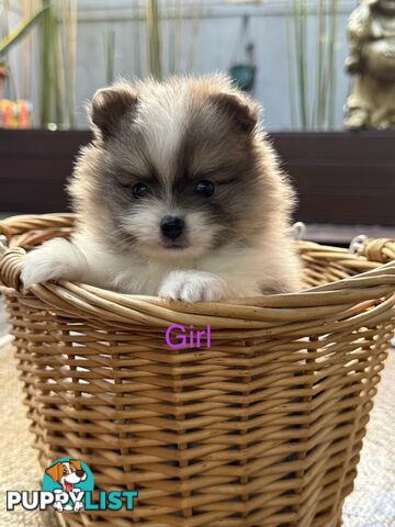 Pomeranian puppies for sale