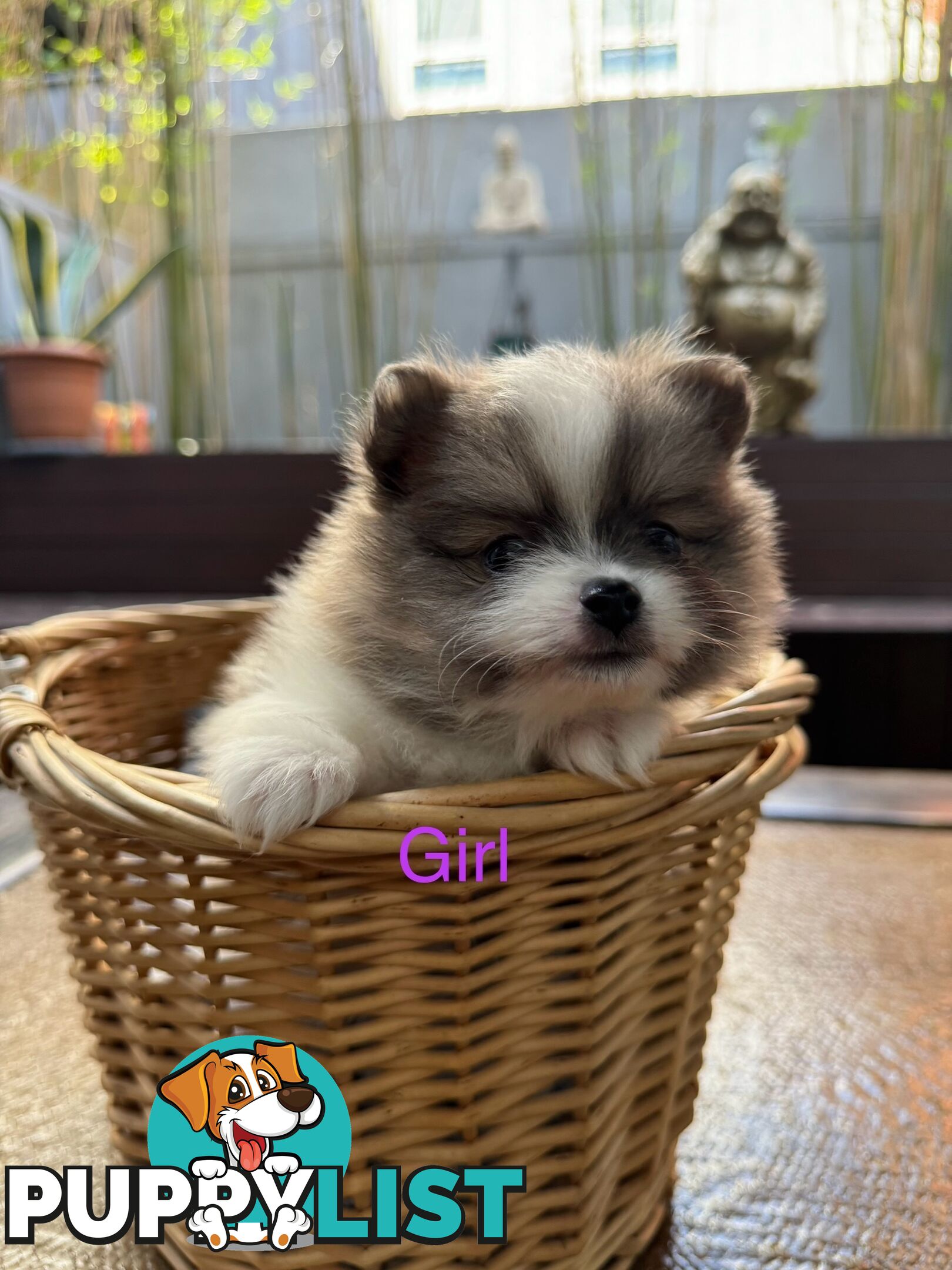 Pomeranian puppies for sale