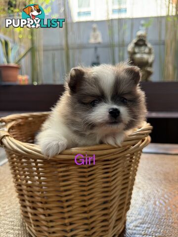 Pomeranian puppies for sale