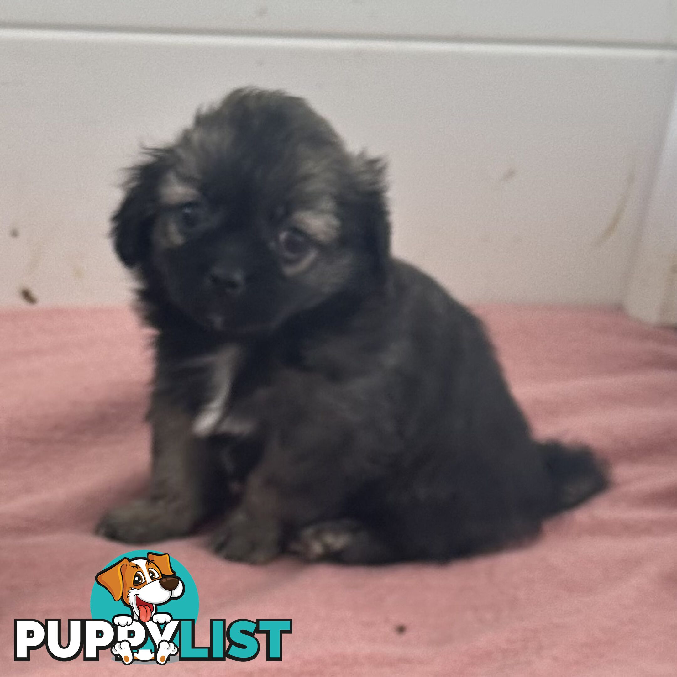 Tiboodle puppy (Tibetan Spaniel x Toy Poodle) - 1 girl left!
