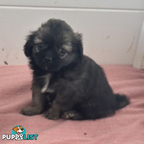 Tiboodle puppy (Tibetan Spaniel x Toy Poodle) - 1 girl left!