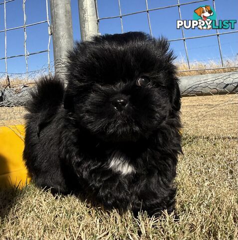 Tiboodle puppies (Tibetan Spaniel x Toy Poodle)