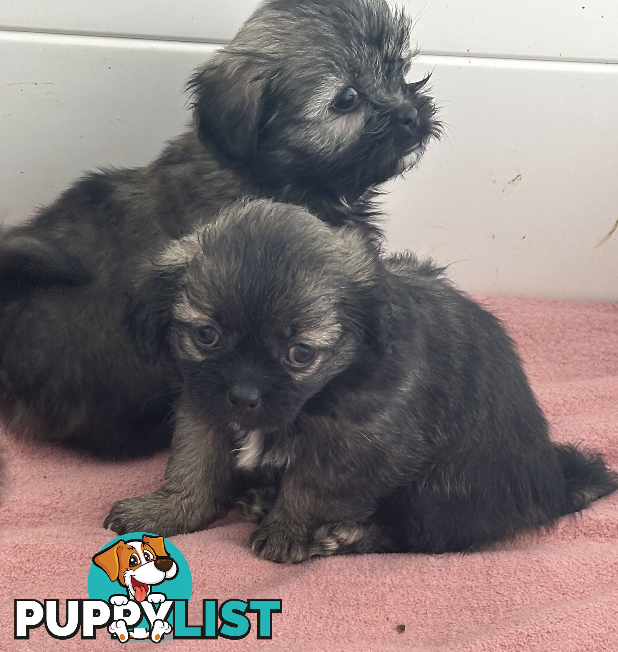 Tiboodle puppy (Tibetan Spaniel x Toy Poodle) - 1 girl left!