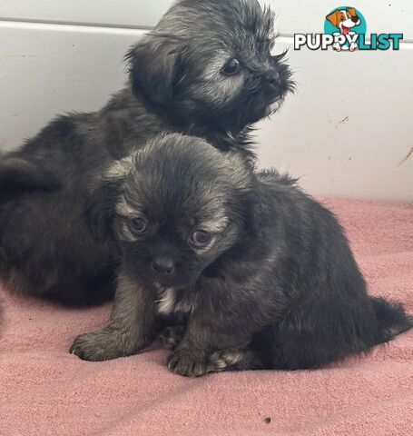 Tiboodle puppy (Tibetan Spaniel x Toy Poodle) - 1 girl left!