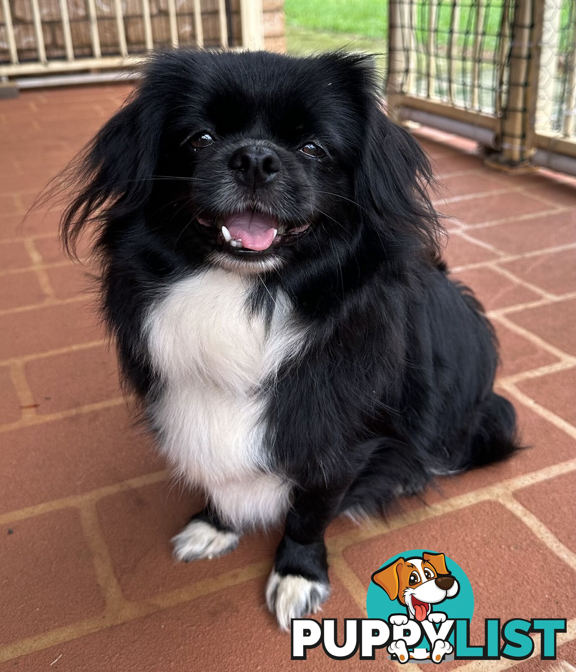Tiboodle puppy (Tibetan Spaniel x Toy Poodle) - 1 girl left!