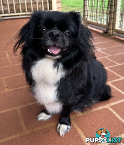 Tiboodle puppy (Tibetan Spaniel x Toy Poodle) - 1 girl left!