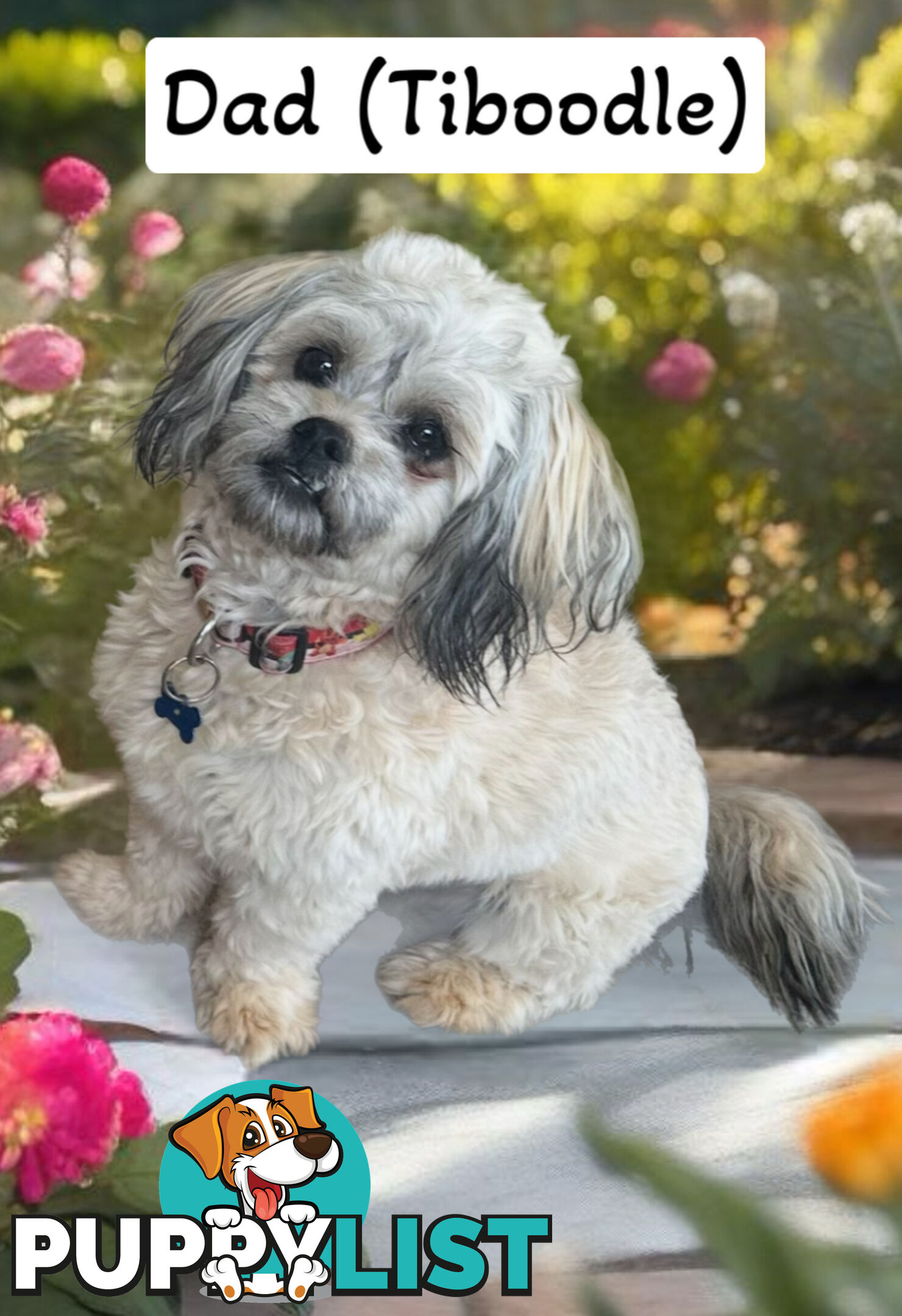 Tiboodle puppy (Tibetan Spaniel x Toy Poodle) - 1 girl left!