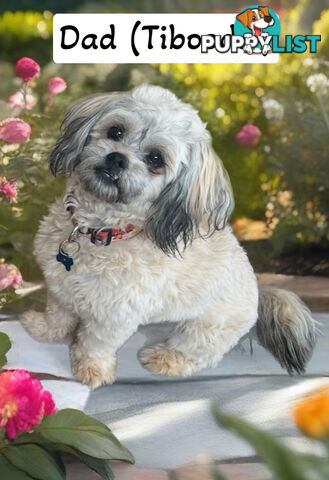 Tiboodle puppy (Tibetan Spaniel x Toy Poodle) - 1 girl left!