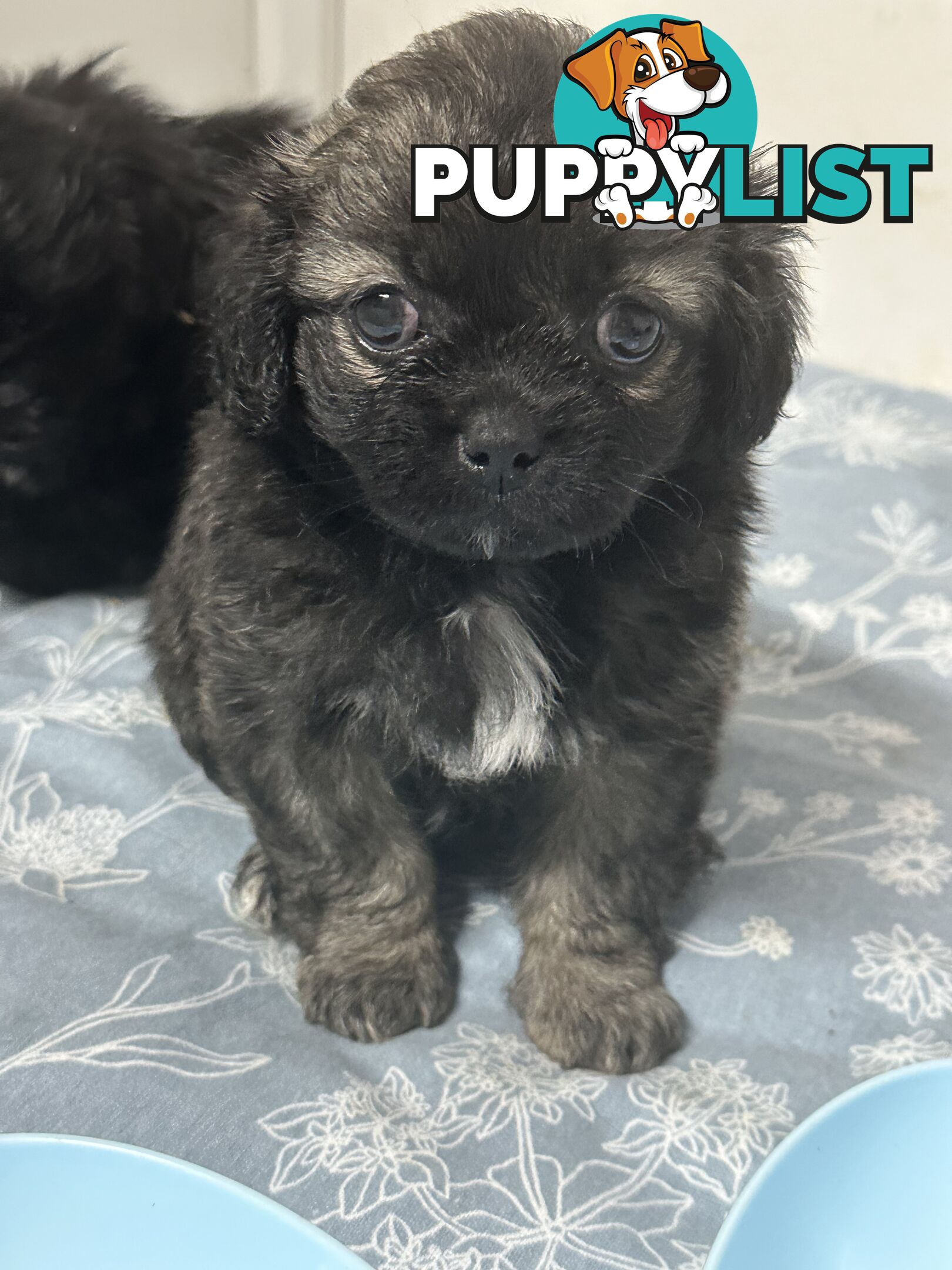 Tiboodle puppy (Tibetan Spaniel x Toy Poodle) - 1 girl left!