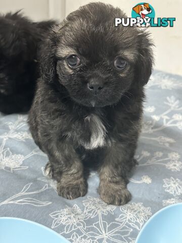 Tiboodle puppy (Tibetan Spaniel x Toy Poodle) - 1 girl left!