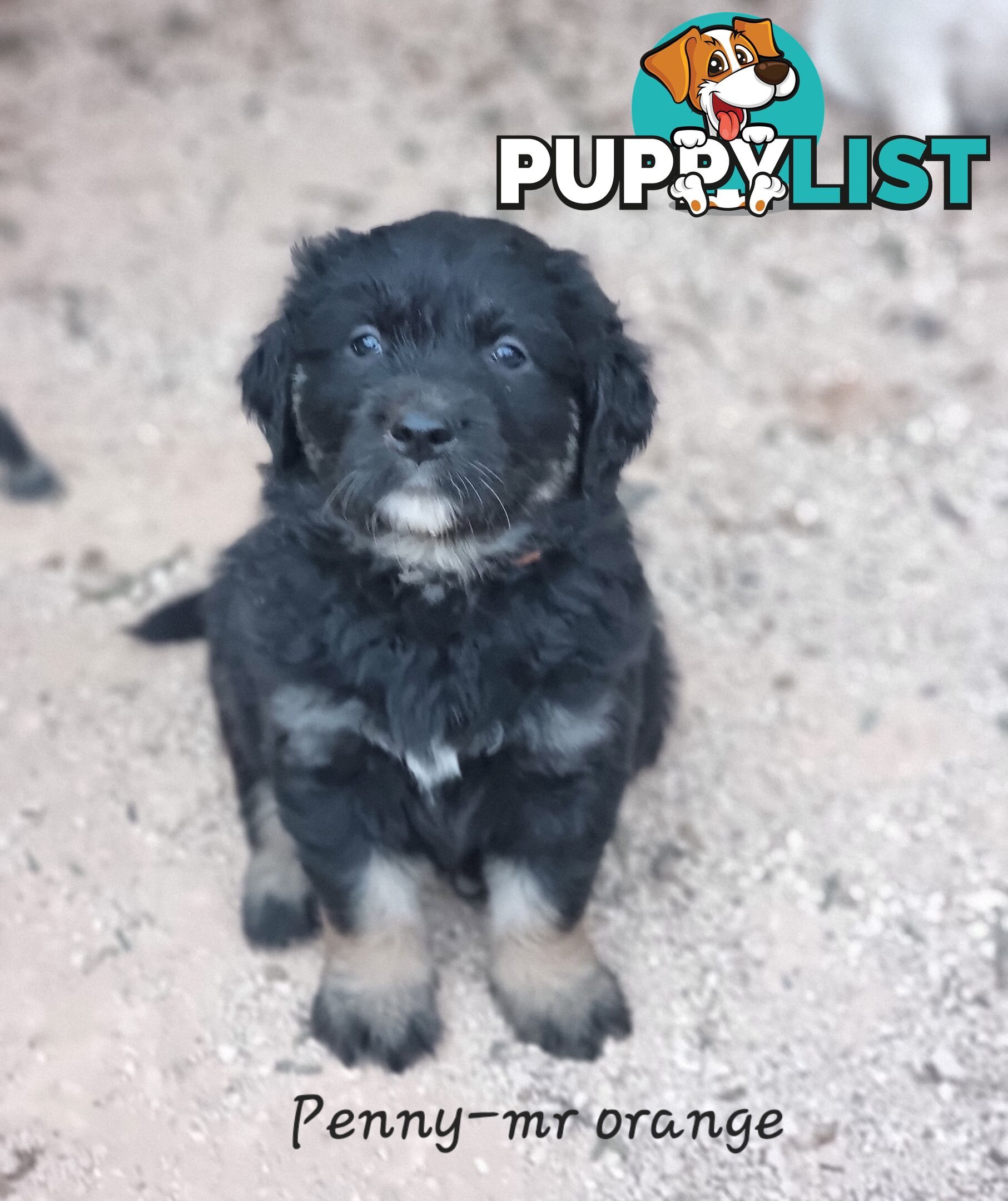Coltriever / Golden retriever border collie cross