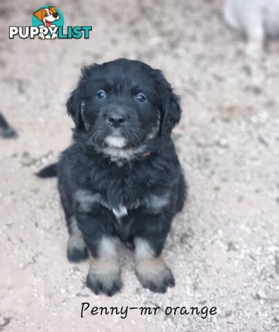 Coltriever / Golden retriever border collie cross