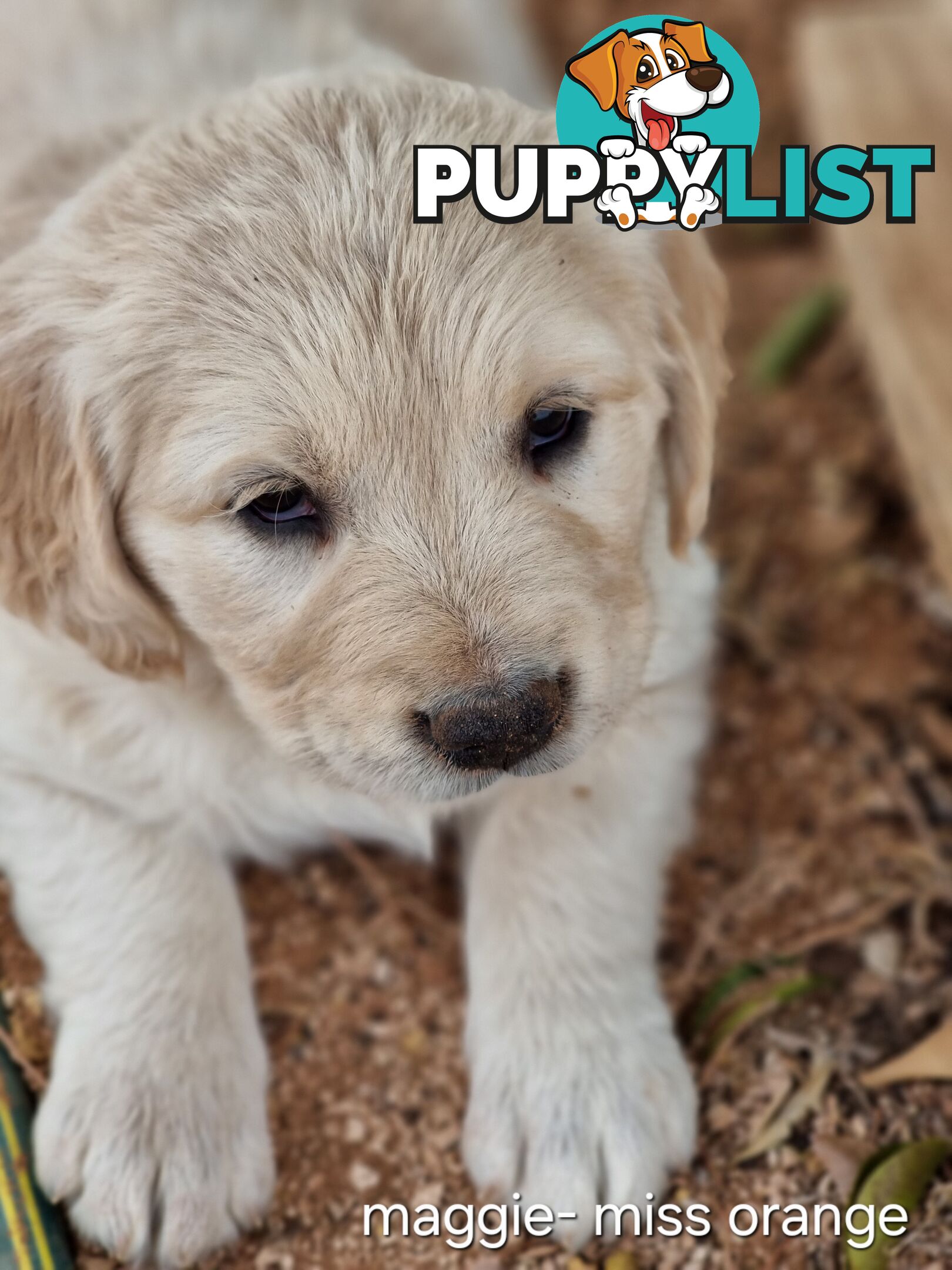 Coltriever / Golden retriever border collie cross