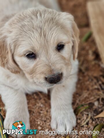 Coltriever / Golden retriever border collie cross
