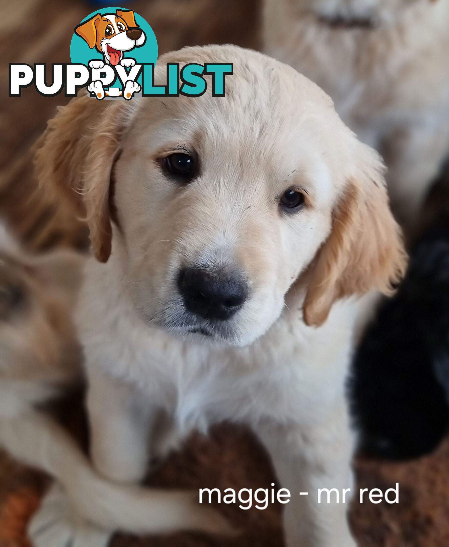 Coltriever / Golden retriever border collie cross