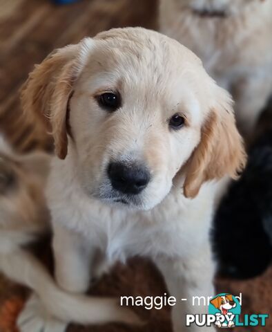 Coltriever / Golden retriever border collie cross