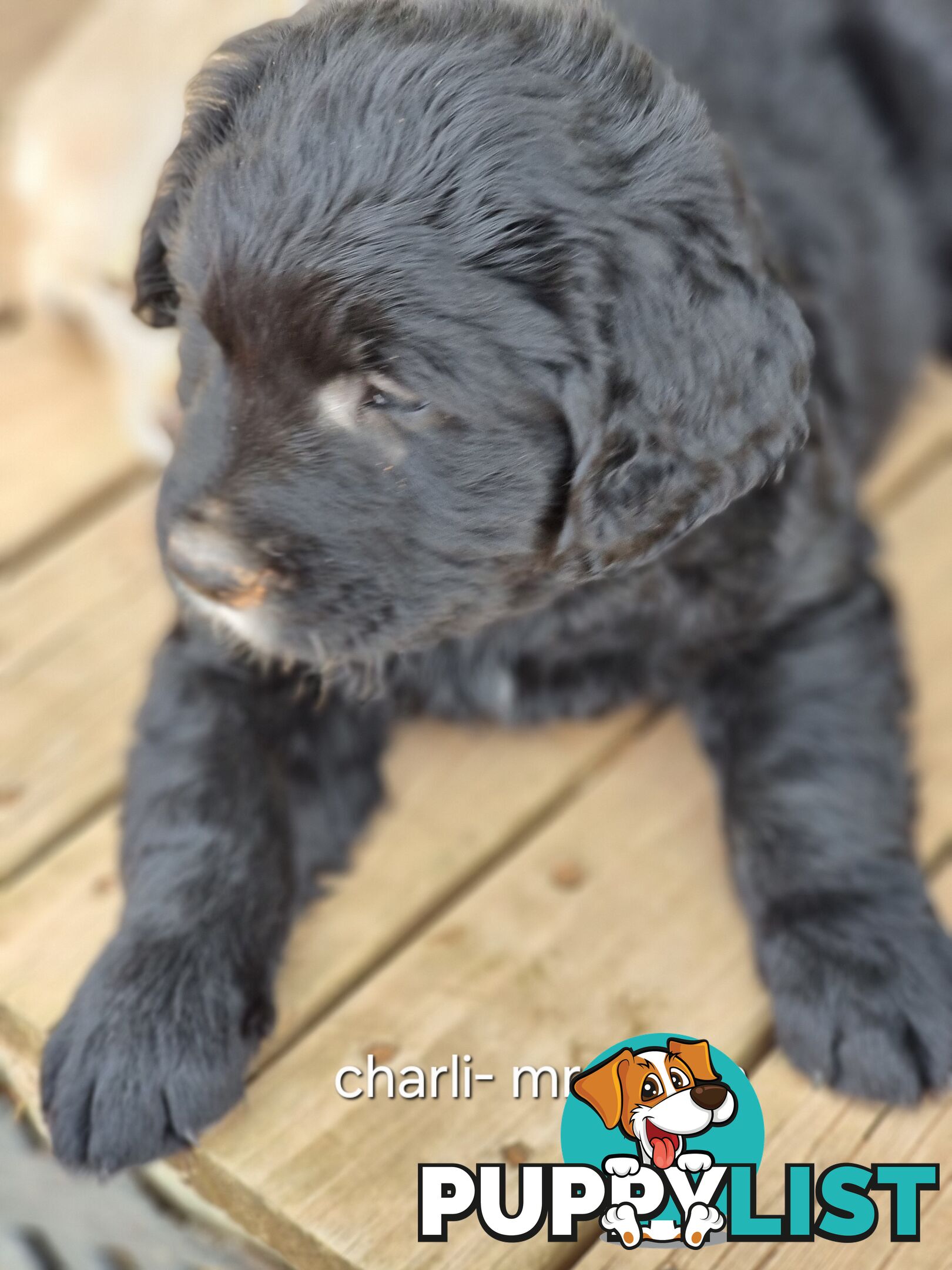 Coltriever / Golden retriever border collie cross