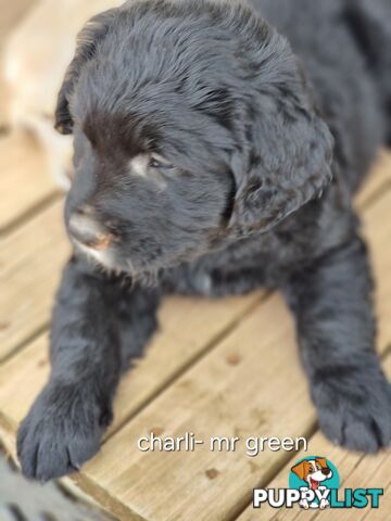 Coltriever / Golden retriever border collie cross