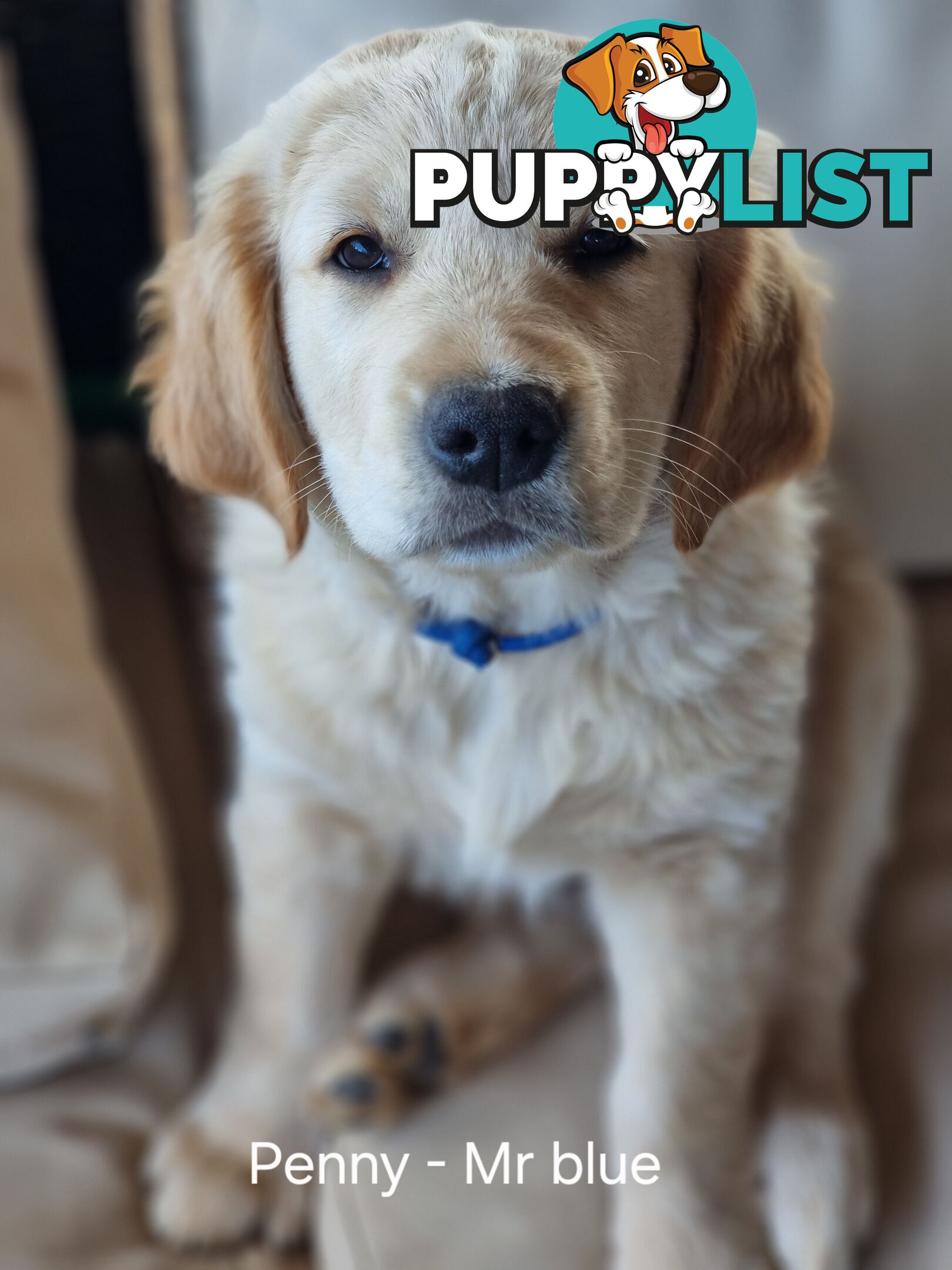 Coltriever / Golden retriever border collie cross