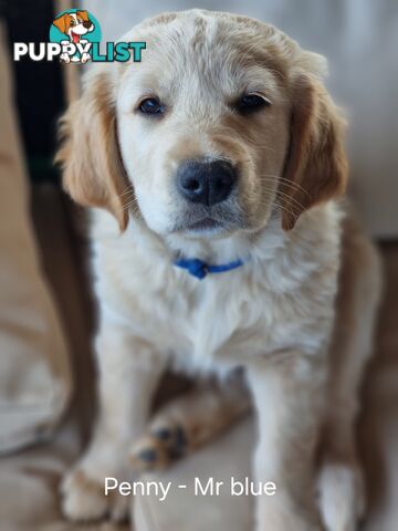 Coltriever / Golden retriever border collie cross