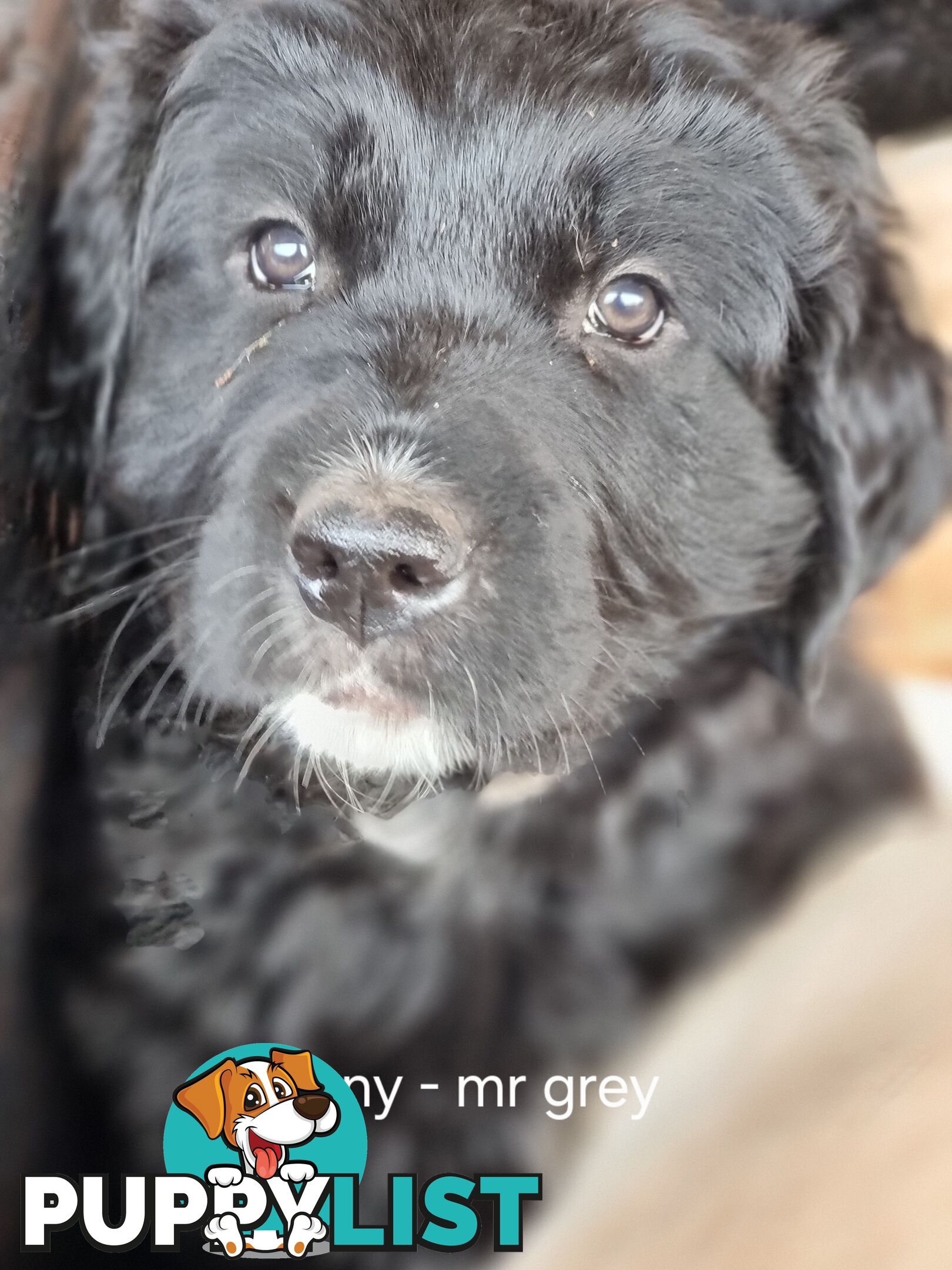 Coltriever / Golden retriever border collie cross