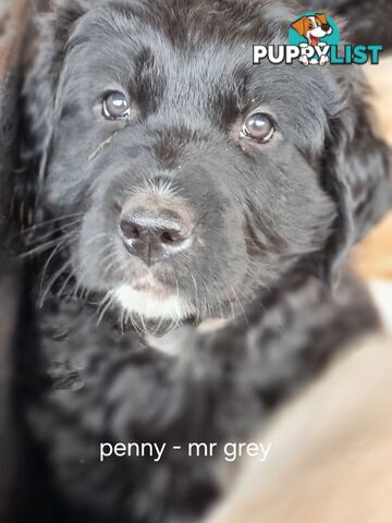 Coltriever / Golden retriever border collie cross