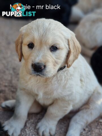 Coltriever / Golden retriever border collie cross