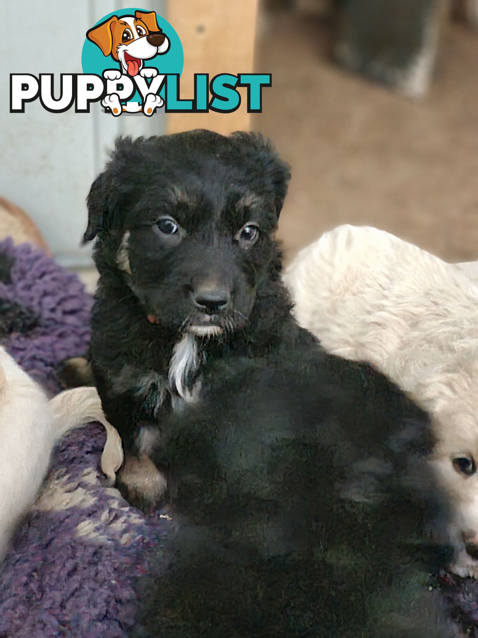 Coltriever / Golden retriever border collie cross