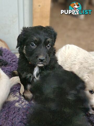 Coltriever / Golden retriever border collie cross