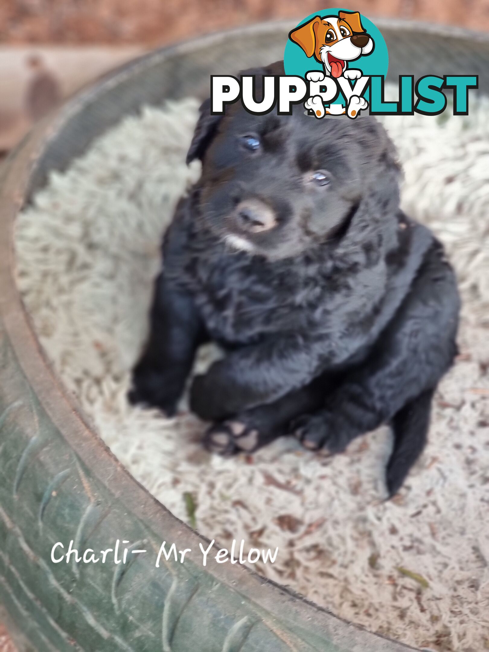 Coltriever / Golden retriever border collie cross