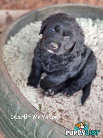 Coltriever / Golden retriever border collie cross