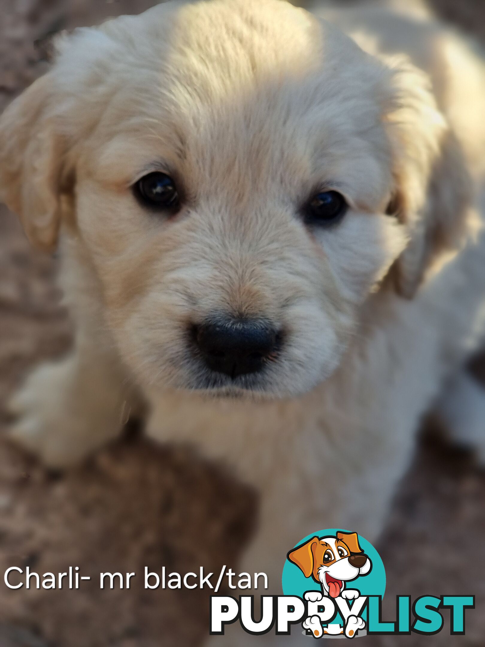 Coltriever / Golden retriever border collie cross